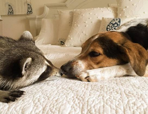 自动发货平台的免费ddos压力测试平台